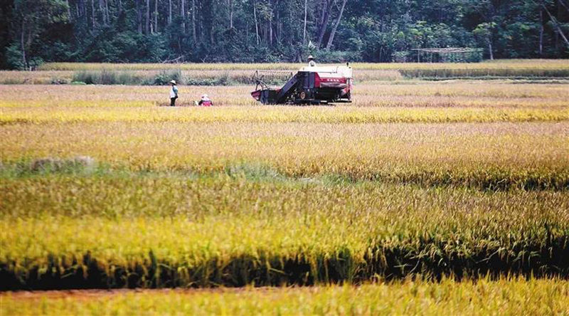 海南省樂東縣國家雜交水稻良種繁育基地烘干項目